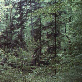 Las w rezerwacie Cisw.