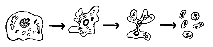 Schemat Apoptozy