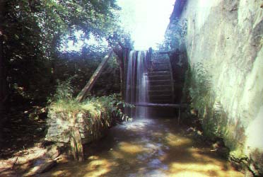 Myn wodny.