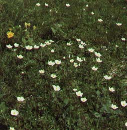 Zawilec wielkokwiatowy.