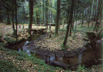 Rezerwat Wykus.